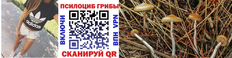 Псилоцибиновые грибы прущие грибы  Купить где  Бабушкин 